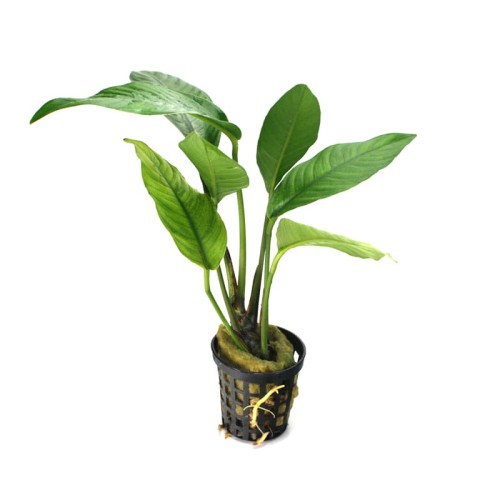 Anubias crispus E.jpg