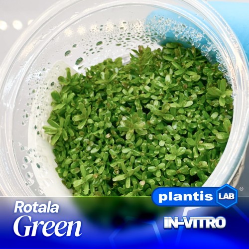 rotala green.jpg