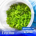 pogostemon erectus.jpg