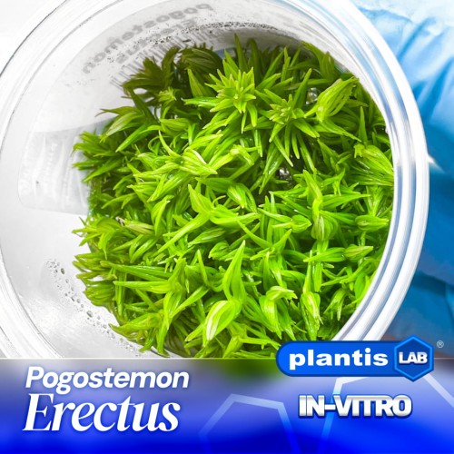 pogostemon erectus.jpg