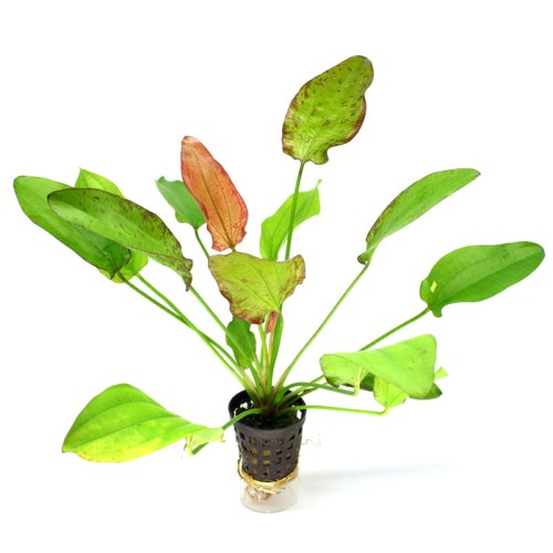 Echinodorus Oriental.jpg