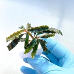 Bucephalandra Godzilla (2 sadzonki)