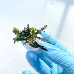 Bucephalandra Dark Carpet (2 sadzonki)