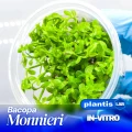 Bacopa monnieri.jpg