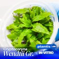 Cryptocoryna wendtii green 2.jpg
