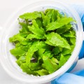 Cryptocoryna wendtii green 3 bg.jpg