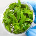 Cryptocoryna Wendtii Green bg.jpg
