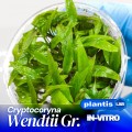 Cryptocoryna Wendtii Green.jpg