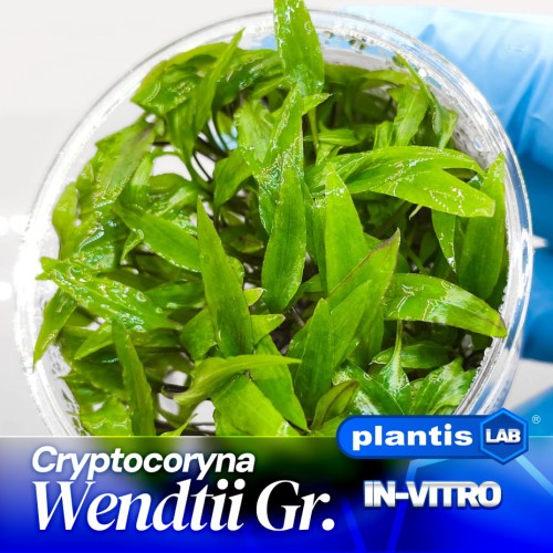 Cryptocoryna Wendtii Green.jpg