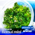 Ammania bonsai mini.jpg