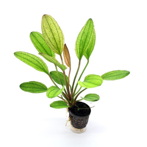 Echinodorus Rubra Variegata.jpg