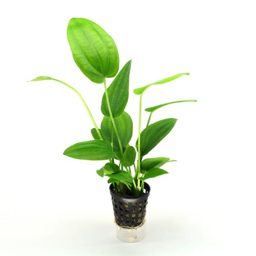 Echinodorus Species.jpg