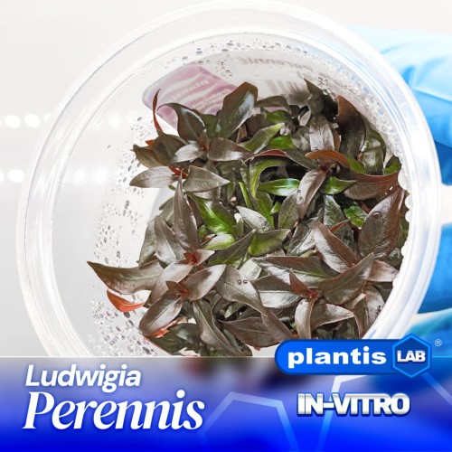 Ludwigia Perennis.jpg