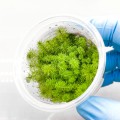 Myriophyllum Guyana 2.jpg