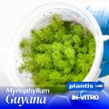 Myriophyllum Guyana.jpg