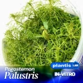 Pogostemon palustris.jpg