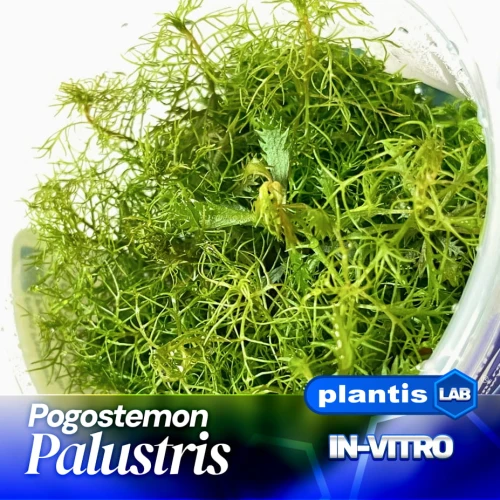Pogostemon palustris.jpg