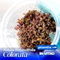 Rotala rotundifolia colorata.jpg