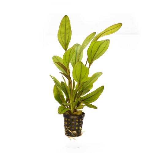 Echinodorus color.jpg