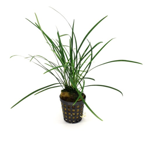 Ophiopogon Japonicum.jpg