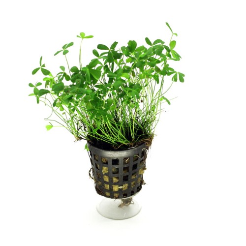 Marsilea.jpg