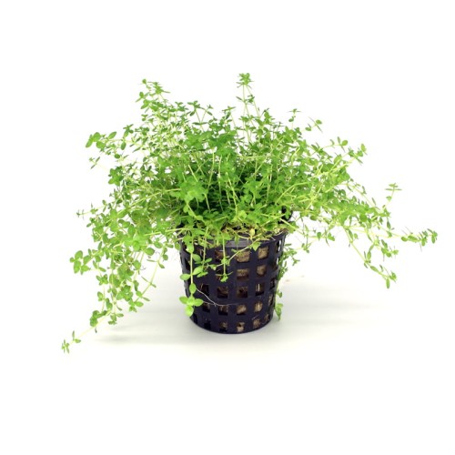 Micrantheum Micranthenoides.jpg