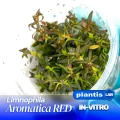 Limnophilla aromatica Red.jpg
