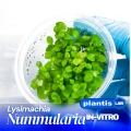 Lysunachia nummularia.jpg