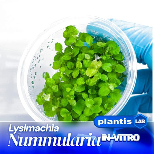Lysunachia nummularia.jpg