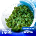 Ludwigia Ovalis.jpg