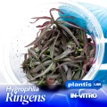 Hygrophila ringens.jpg