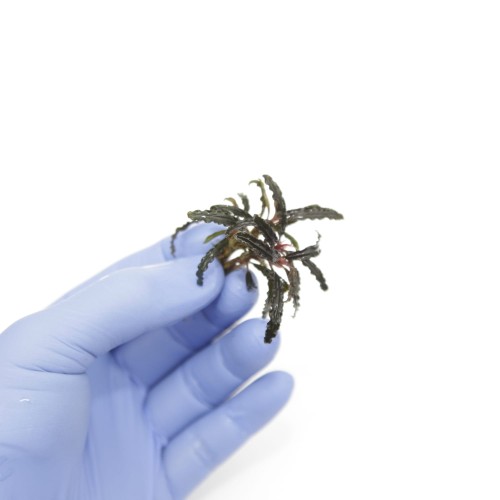 catherina x2.jpg