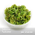 Salwinia Natans 403.jpg