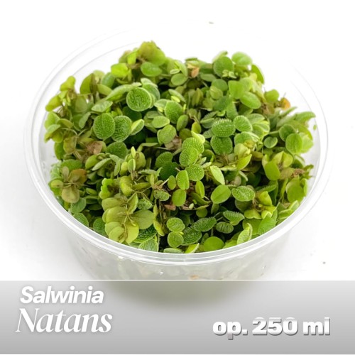 Salwinia Natans 403.jpg