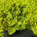 Salwinia Natans 401.jpg