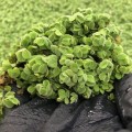 Salwinia Natans 402.jpg