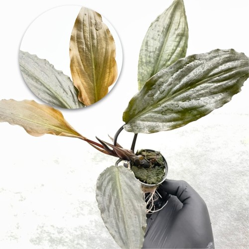 Lagnenandra keralensis.jpg