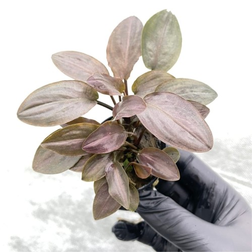 Lagnenandra meeboldii.jpg