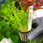 Lilaeopsis brazilensis