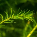 elodea b9.jpg