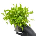 alternanthera colorata green.jpg