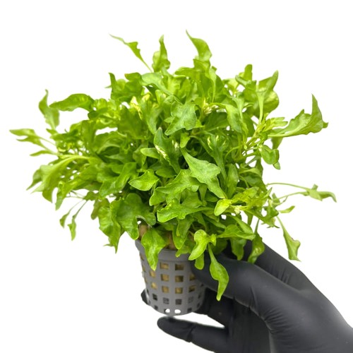 alternanthera colorata green.jpg
