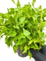 alternanthera colorata green 2.jpg