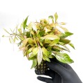 alternanthera colorata pink.jpg