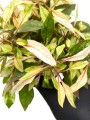 alternnathera colorata pink 2.jpg