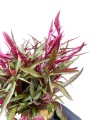 alternanthera colorata red narrow 2(1).jpg