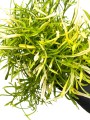 alternanthera colorata narrow green 2.jpg