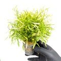 alternanthera colorata narrrow green.jpg