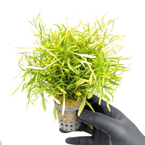 alternanthera colorata narrrow green.jpg