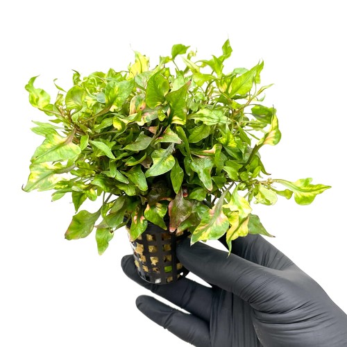 Alternanthera colorata tricolor.jpg